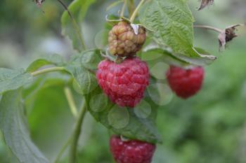 Raspberries. Rubus idaeus. berries of a raspberry. Close-up. On blurred background. Among the green leaves. Garden. Growing of berries