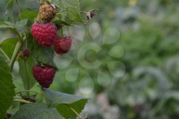 Raspberries. Rubus idaeus. berries of a raspberry. Close-up. On blurred background. Garden. Growing of berries. Horizontal photo