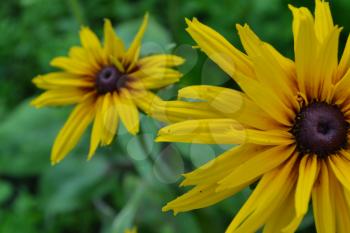 Rudbeckia. Perennial. Similar to the daisy. Tall flowers. Flowers are yellow. Close-up. It's sunny. Garden. Flowerbed. Floriculture. Horizontal photo