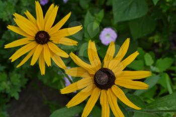 Rudbeckia. Perennial. Similar to the daisy. Tall flowers. Flowers are yellow. Close-up. On blurred background. It's sunny. Garden. Floriculture. Horizontal photo