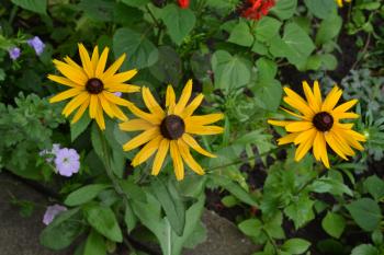Rudbeckia. Perennial. Similar to the daisy. Tall flowers. Flowers are yellow. Close-up. On blurred background. It's sunny. Garden. Flowerbed. Floriculture. Horizontal photo