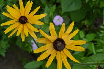 Rudbeckia. Perennial. Similar to the daisy. Tall flowers. Flowers are yellow. Close-up. On blurred background. It's sunny. Garden. Floriculture. Horizontal