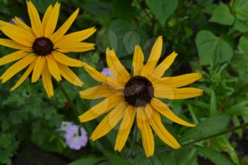 Rudbeckia. Perennial. Similar to the daisy. Tall flowers. Flowers are yellow. Close-up. On blurred background. It's sunny. Garden. Flowerbed. Horizontal photo