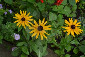 Rudbeckia. Perennial. Similar to the daisy. Tall flowers. Flowers are yellow. Close-up. On blurred background. It's sunny. Garden. Flowerbed. Floriculture. Horizontal