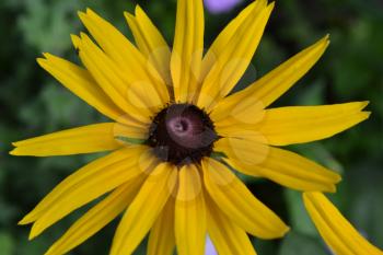 Rudbeckia. Perennial. Similar to the daisy. Tall flowers. Flowers are yellow. Garden. Flowerbed. Floriculture. Close-up. On blurred background. Horizontal photo
