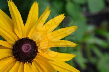 Rudbeckia. Perennial. Similar to the daisy. Tall flowers. Flowers are yellow. Garden. Flowerbed. Floriculture. Close-up. On blurred background. Horizontal