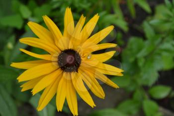 Rudbeckia. Perennial. Similar to the daisy. Tall flowers. Flowers are yellow. It's sunny. Floriculture. Close-up. On blurred background. Horizontal photo