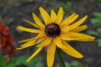 Rudbeckia. Perennial. Similar to the daisy. Tall flowers. Flowers are yellow. It's sunny. Garden. Close-up. On blurred background. Horizontal photo