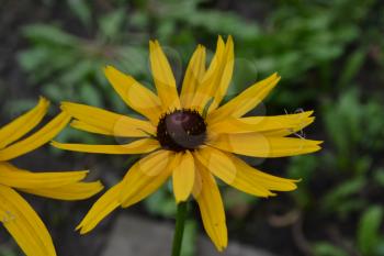 Rudbeckia. Perennial. Similar to the daisy. Tall flowers. Flowers are yellow. It's sunny. Garden. Close-up. On blurred background. Horizontal