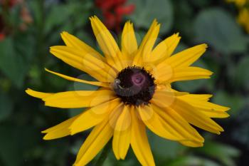 Rudbeckia. Perennial. Similar to the daisy. Tall flowers. Flowers are yellow. It's sunny. Garden. Flowerbed. Floriculture. Close-up. On blurred background. Horizontal