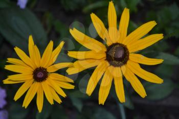 Rudbeckia. Perennial. Similar to the daisy. Tall flowers. Flowers are yellow. It's sunny. Garden. On blurred background. Horizontal
