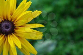 Rudbeckia. Perennial. Similar to the daisy. Tall flowers. Flowers are yellow. On blurred background. It's sunny. Garden. Flowerbed. Floriculture. Horizontal photo