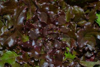 Salad. Lettuce. Lactuca. It grows in the garden. The leaves are red. Delicious. It is useful. Garden. Field. Growing herbs. Close-up. Horizontal photo