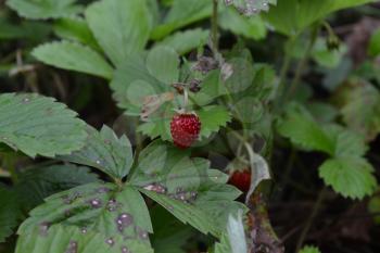 Strawberries. Fragaria vesca. Bushes of strawberry. Red juicy berries. Fragrant berries. Healing berries. Close-up. Green leaves. Berries strawberries