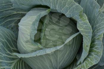 White cabbage. Brassica oleracea. Cabbage in the garden. Farm, field, agriculture. Close-up