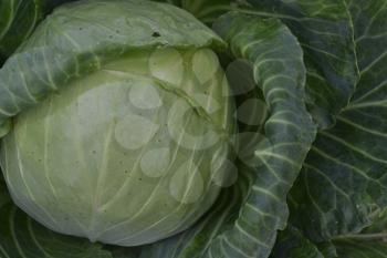 White cabbage. Brassica oleracea. Cabbage in the garden. Farm, field. Cabbage close-up