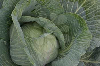 White cabbage. Close-up. Cabbage growing in the garden. Brassica oleracea. Growing cabbage.  Farm. Agriculture