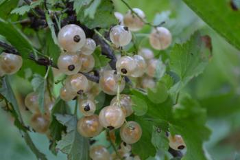 White currants. Ribes rubrum. Berries white or yellow on the branches. Garden. Close-up. Horizontal photo