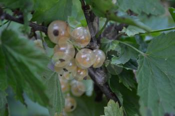 White currants. Ribes rubrum. Berries white or yellow on the branches. Garden. Close-up. Horizontal