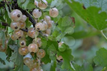 White currants. Ribes rubrum. Berries white or yellow on the branches. Garden. Growing. Close-up. Horizontal photo