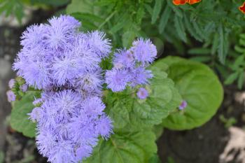 Ageratum houstonianum. Ageratum Mexican. Ageratum houstonianum. Garden plants. Flower. Close-up