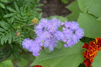 Ageratum Mexican. Ageratum houstonianum. Ageratum houstonianum. Blue fluffy flower. Garden plants. Flower. Close-up