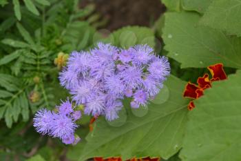 Ageratum Mexican. Ageratum houstonianum. Ageratum houstonianum. Blue fluffy flower