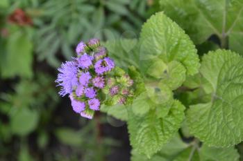 Ageratum Mexican. Ageratum houstonianum. Ageratum houstonianum. Garden plants. Flower. Close-up. Vertical photo