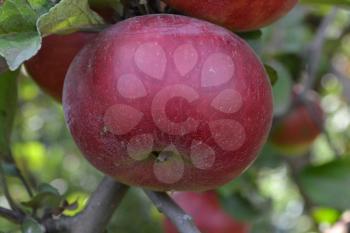 Apple. Grade Jonathan. Apples are red. Winter grade. Growing fruits. Garden. Apple tree. Agriculture. Close-up. Horizontal photo
