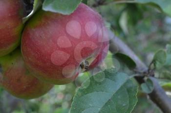 Apple. Grade Jonathan. Apples are red. Winter grade. Growing fruits. Garden. Farm. Fruits apple on the branch. Apple tree. Agriculture. Close-up. Horizontal photo
