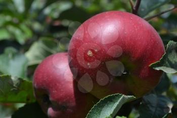 Apple. Grade Jonathan. Apples average maturity. Agriculture. Growing fruits. Garden. Farm. Close-up. Horizontal photo