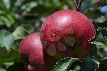 Apple. Grade Jonathan. Apples average maturity. Agriculture. Growing fruits. Garden. Farm. Close-up. Horizontal