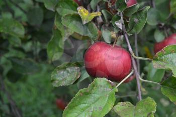 Apple. Grade Jonathan. Apples average maturity. Fruits apple on the branch. Apple tree. Agriculture. Growing fruits. Close-up. Horizontal