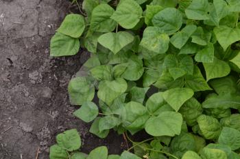 Beans. Phaseolus. Bean leaf. Garden. Field. Beans growing in the garden. Growing. Horizontal