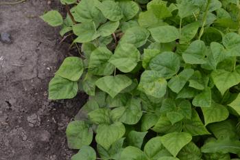 Beans. Phaseolus. Bean leaf. Garden. Field. Beans growing in the garden. Growing. Horizontal photo