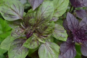 Basil. Ocimum basilicum. Fragrant herbs, spices, herb garden. Italian Cuisine. Bushes basil. View from above. Horizontal photo