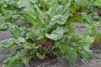 Beta vulgaris. Beet. Garden, field, farm. Beet growing in the vegetable garden. Photos of nature