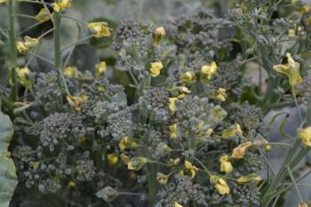 Broccoli. Cabbage close-up. Cabbage growing in the garden. Brassica oleracea var. italica. Growing cabbage. Field. Farm