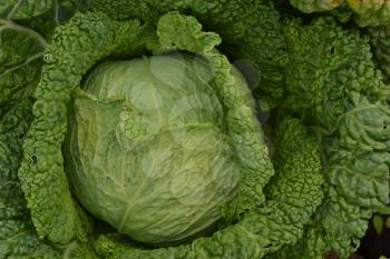 Cabbage. Brassica oleracea. Cabbage in the garden. Farm, agriculture. Cabbage close-up. Savoy Cabbage