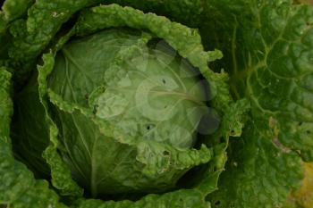 Cabbage. Brassica oleracea. Cabbage in the garden. Farm, agriculture. Close-up. Savoy Cabbage