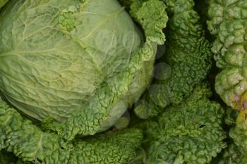 Cabbage. Brassica oleracea. The garden. Cabbage close-up. Savoy Cabbage