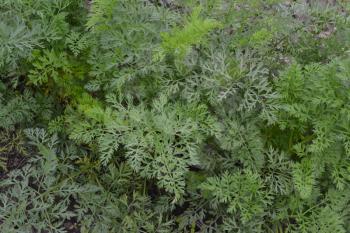 Carrot. Daucus. carrot leaves. Carrots growing in the garden. Garden. Field. Agriculture. Horizontal photo