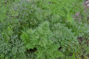 Carrot. Daucus. carrot leaves. Carrots growing in the garden. Garden. Field. Agriculture. Horizontal