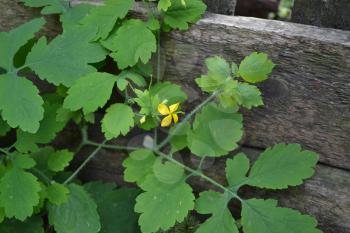 Celandine. Chelidonium majus. Medicinal plant. Green leaves. Yellow flowers. Blurring background. Garden. Flowerbed. Horizontal photo