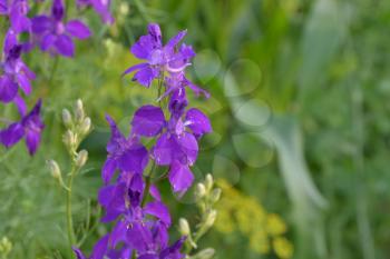 Consolida. Delicate flower. Flower purple. Small flowers on the stem. Among the green leaves. Garden. Growing flowers. On blurred background. Horizontal photo