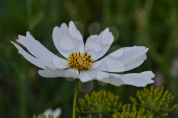 Flower cosmos white. Flower closeup. Cosmos bipinnatus. Field. Flowerbed