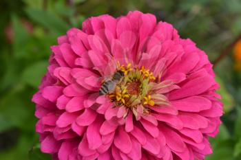 Flower major. Zinnia elegans. Flower pink. Bee. close-up. Garden. Field. Floriculture. Horizontal