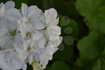 Geranium white. Pelargonium. Garden plants. Useful houseplant. Beautiful inflorescence. Close-up. Horizontal photo.