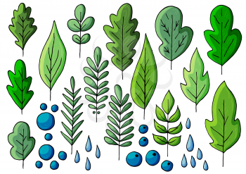 Collection of decorative green leaves. Vector elements for your design. Leaves of trees, flowers, dew drops. Set of vector illustrations in hand draw style