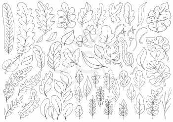 Large collection of monochrome leaves. Vector elements for your design. Leaves of monstera, trees, flowers. Set of vector illustrations in hand draw style